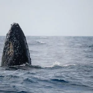 Une baleine à bosse laisse dépasser son rostre hors de l'eau