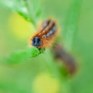 Une chenille prise de face, avec de longs poils oranges, avance sur une herbe au milieu d'un fond vert flouté
