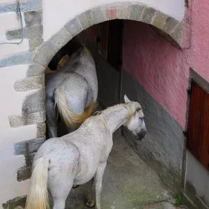 Deux chevaux blancs passent sous un porche