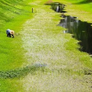 Une femme cueille des plantes d'eau douce au bord d'un canal dans la ville historique de Sukhothai