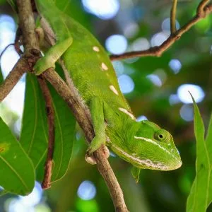 Gros plan sur un caméléon vert accroché à une branche d'arbre, camouflé dans la végétation à Madagascar