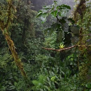 Végétation luxuriante dans une forêt de nuage du Costa Rica