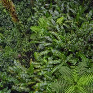Vue du ciel sur la canopée, forêt de nuage au Costa Rica, fougères arborescentes