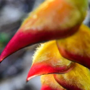 Photo macro sur des fleurs rouges Heliconia aux poils jaunes