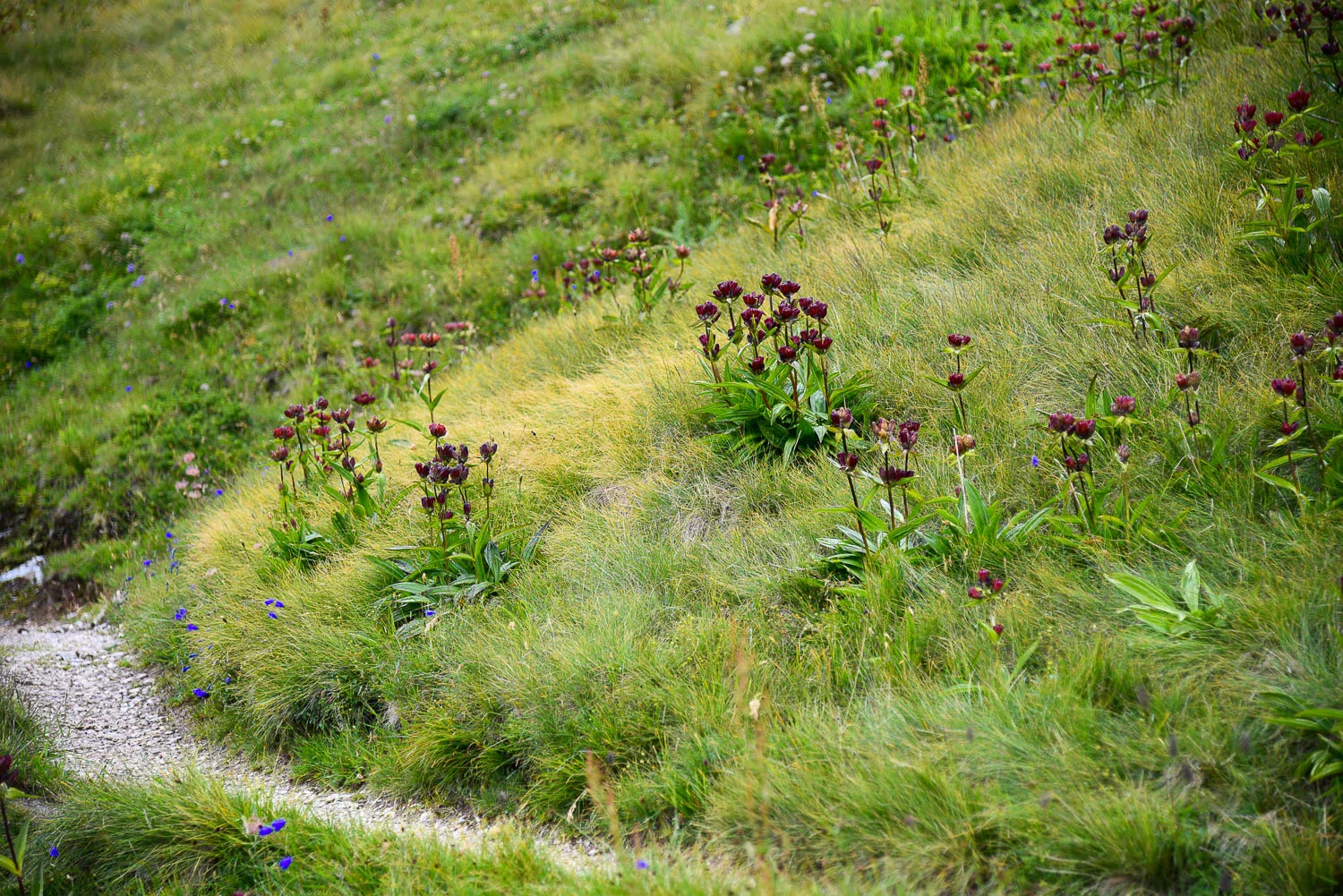 Sentir alpin bordé d'une prairie fleurie