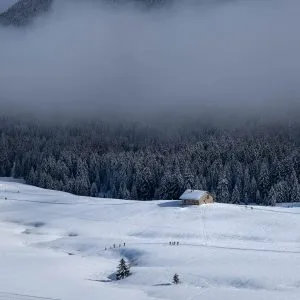 Paysage hivernal, entre vaste étendue de neige et pistes de ski de fond, et forêt sombre de sapins