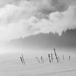 Au premier plan, quelques plantes dépassent hors d'une épaisse couche de neige, la brume efface la forêt de sapin