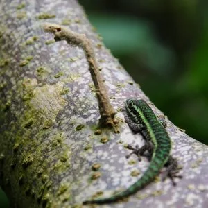 Gecko