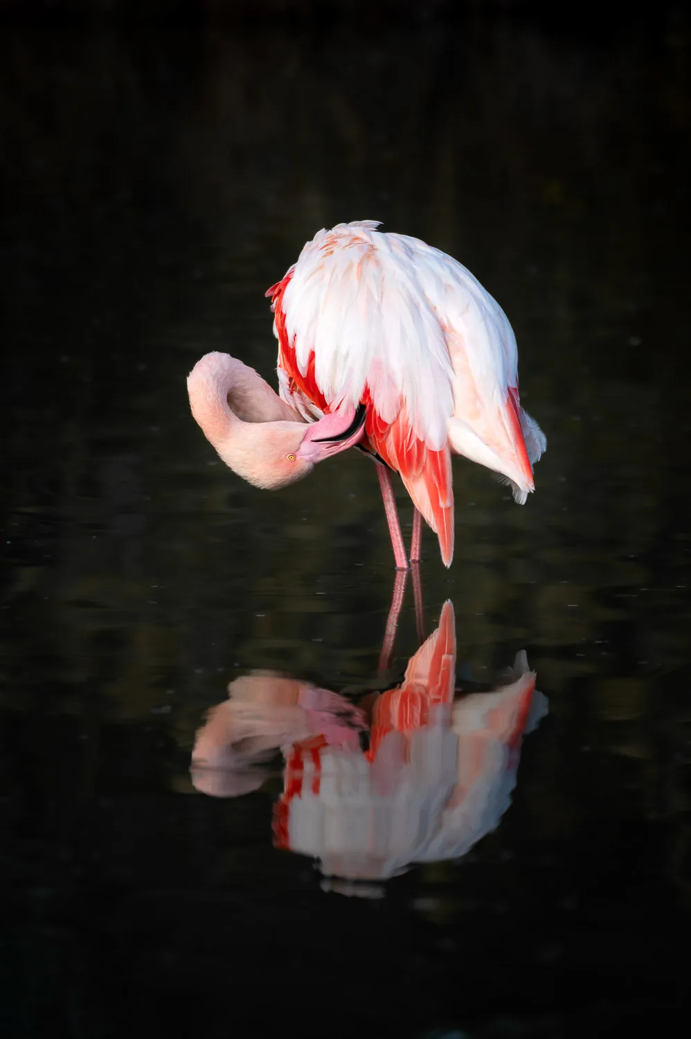 flamant-rose-photographe