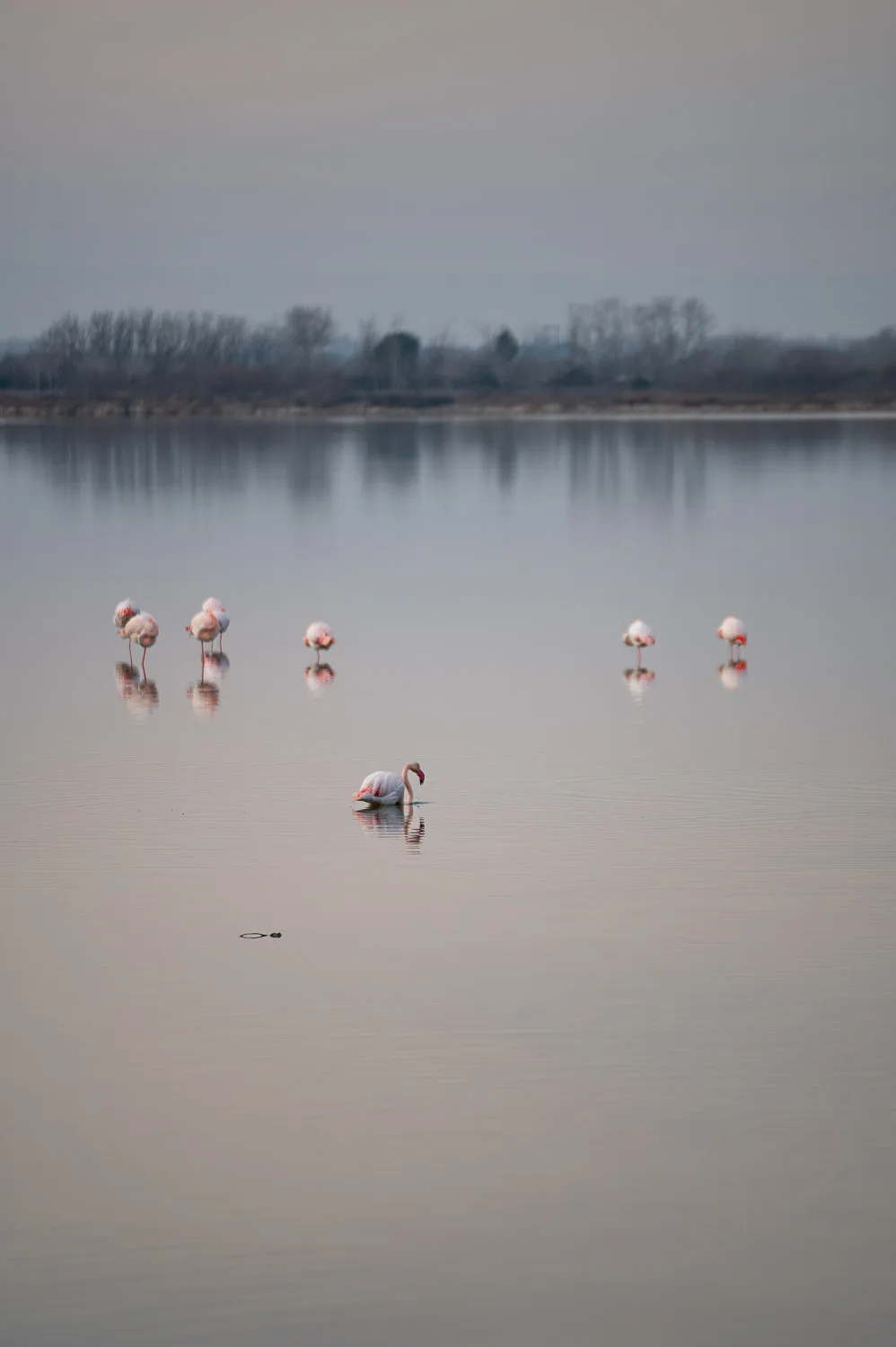 photo-d-art-flamants