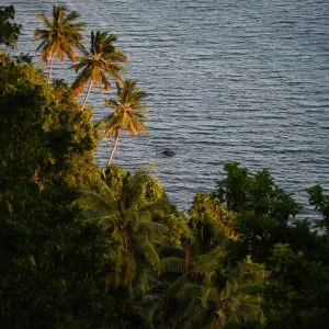 photo-d-art-palmier